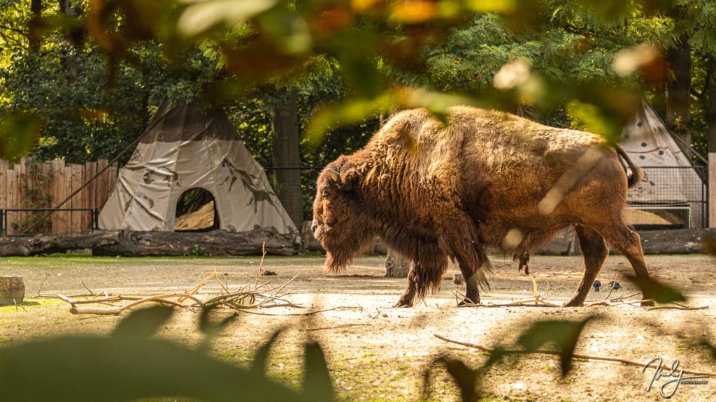 Bison d'Amérique - Malines (Planckendael) - Belgique