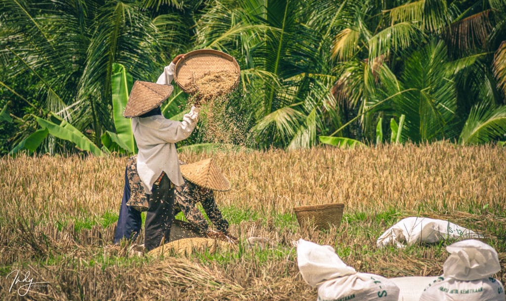 Ubud - Bali - Indonésie