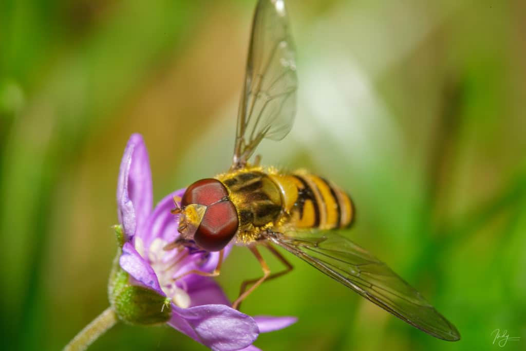 Apprendre la Macro