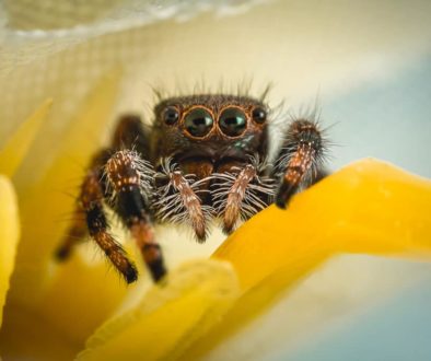 Araîgnée sauteuse / Jumping spider