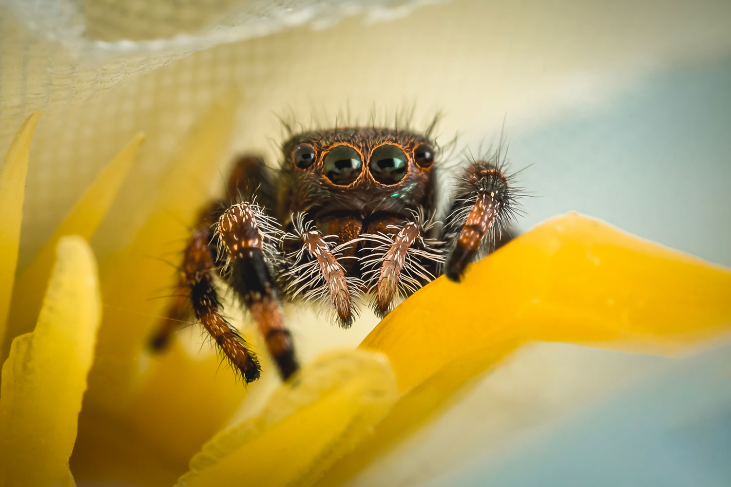 Araîgnée sauteuse / Jumping spider