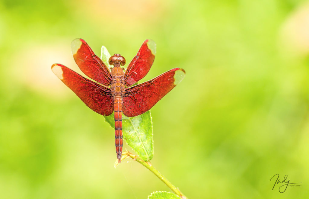 Red Dragonfly - Preah Khan - Cambodia